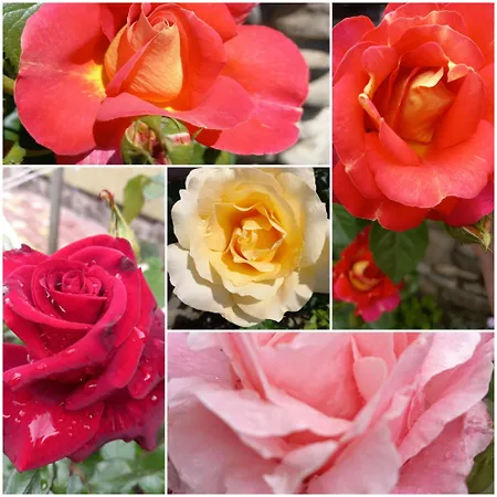 Chata під горою *